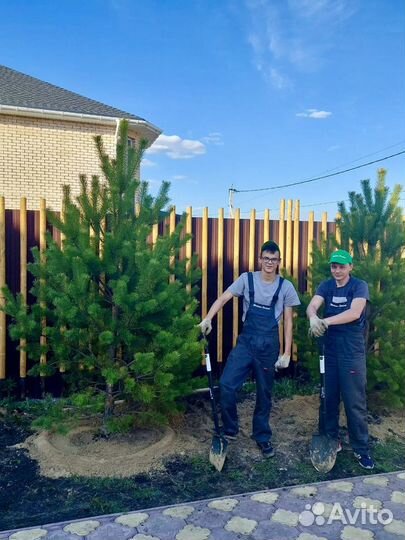 Сосна живая