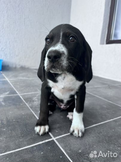 Щенки в добрые руки