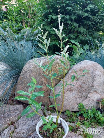 Саженцы многолетних цветов