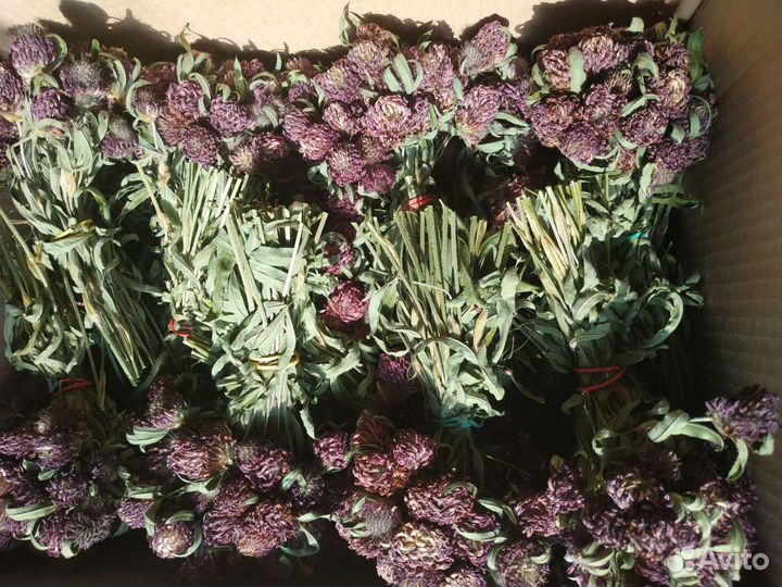 Клевер красный дикоросы