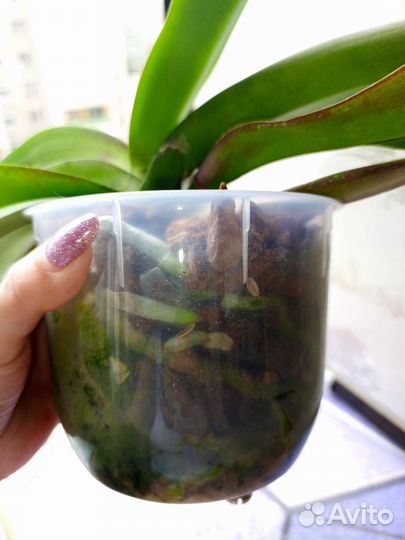 Орхидея фаленопсис Венецианский карнавал и кросс