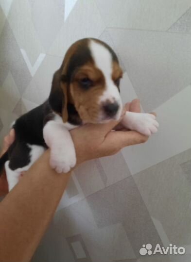 Эстонская гончая щенки