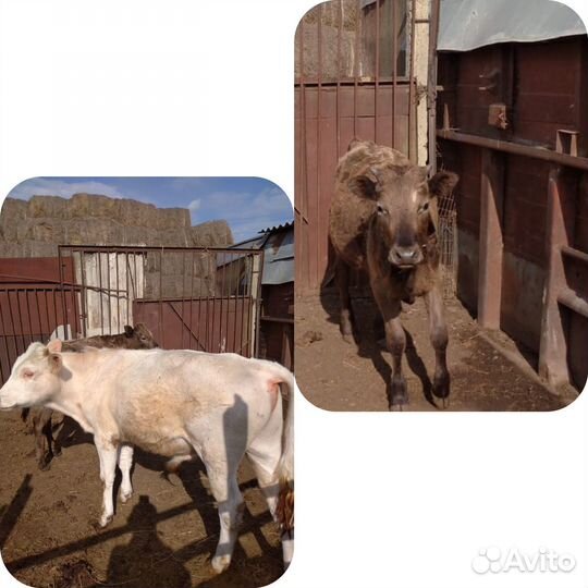 Бычок и тёлочка годовалые