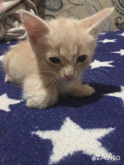 Отдам котят в добрые руки, бесплатно