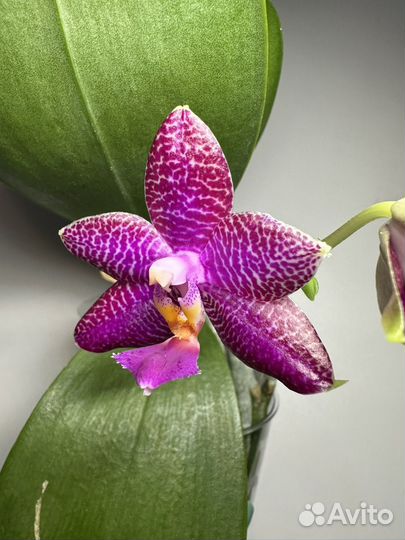 Орхидея фаленопсис от Mituo MA0565