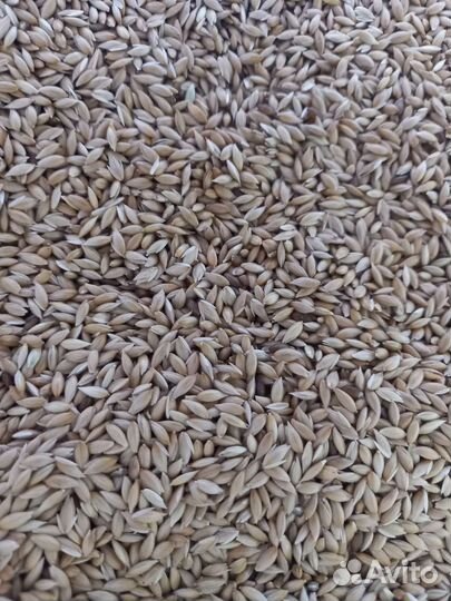 Канареечное семя