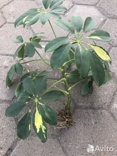 Шефлера вариегатная