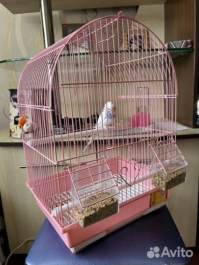 Волнистый попугай