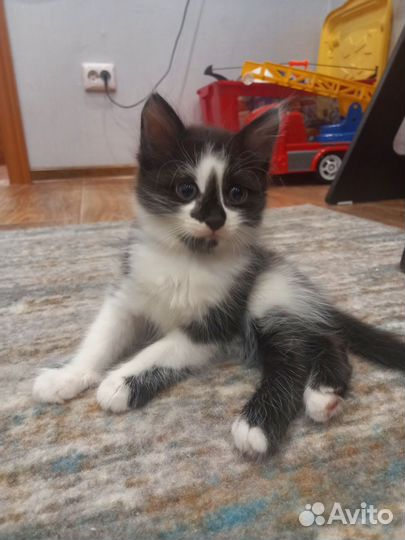 Отдам котят