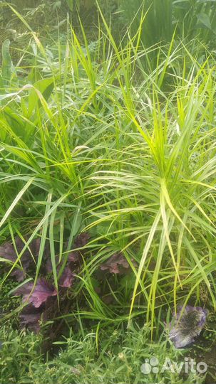 Многолетники