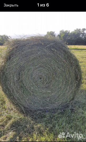 Сено с доставкой 1600 Звоните договаримся