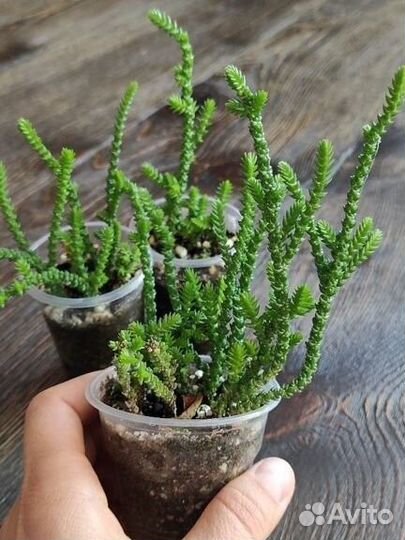 Крассула плауновидная, пилея, сциндапсус