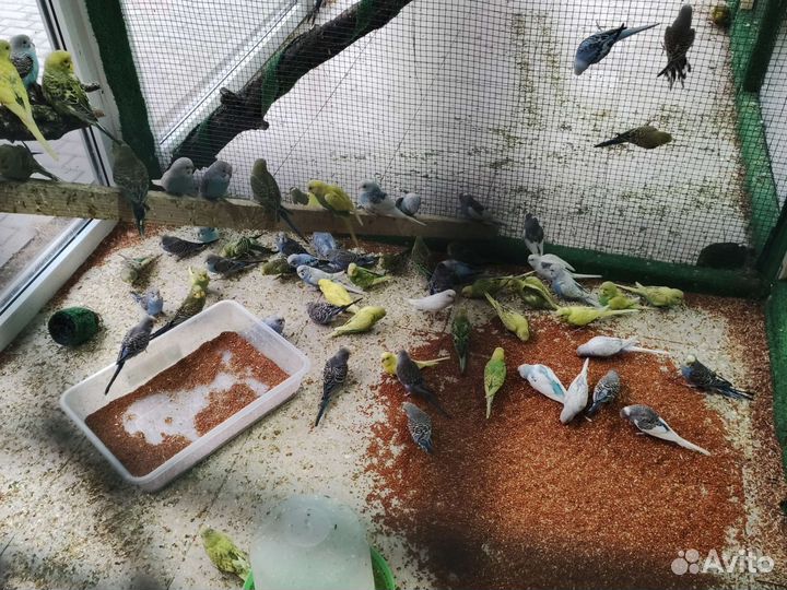 Волнистый попугай