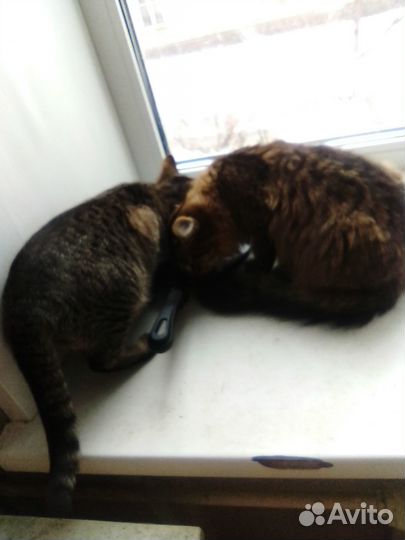 Котята ищут дом