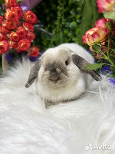 Декоративные кролики