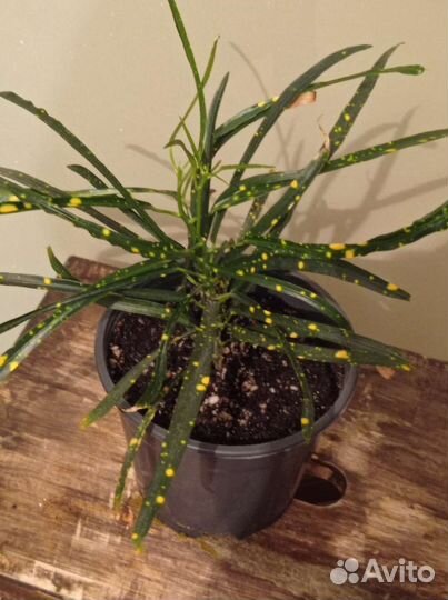 Домашние растения