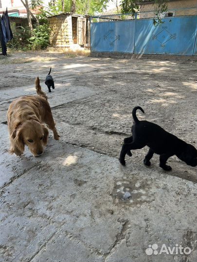 Щенки лабрадора