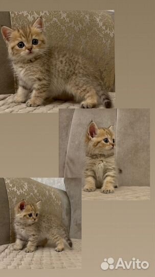 Шотландские котята