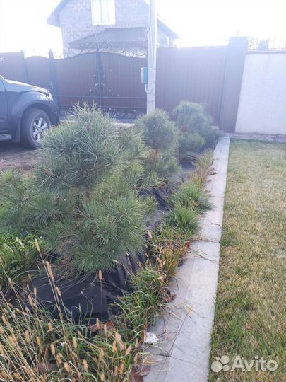 Сосна черная