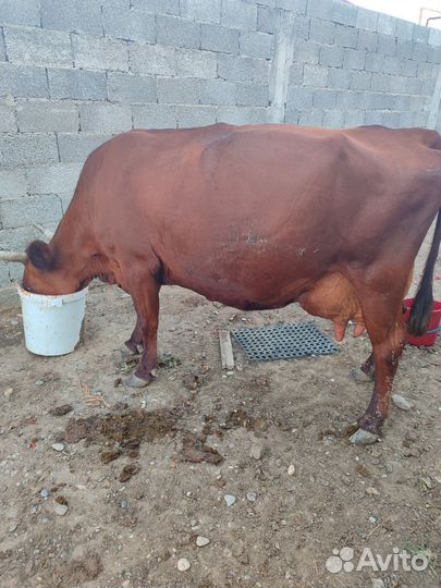 Корова дойная молочная
