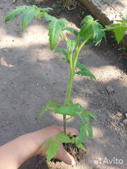 Рассада помидор