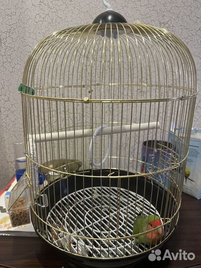 Продам попугая неразлучник