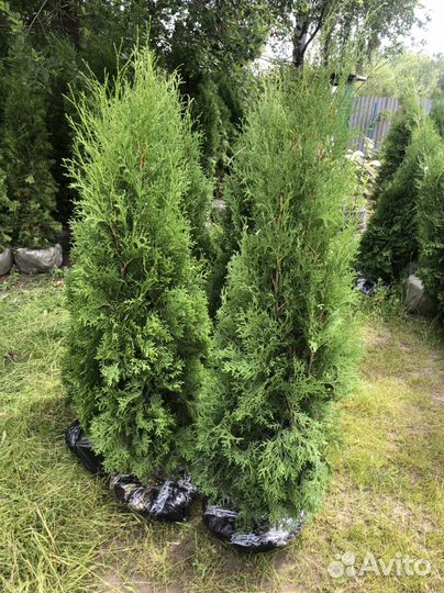 Туи в наличии