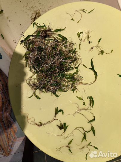 Водные растения для аквариума