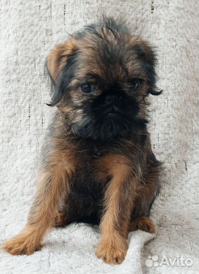 Брюссельский гриффон щенки