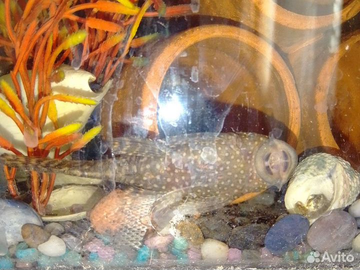 Рыбки аквариумные