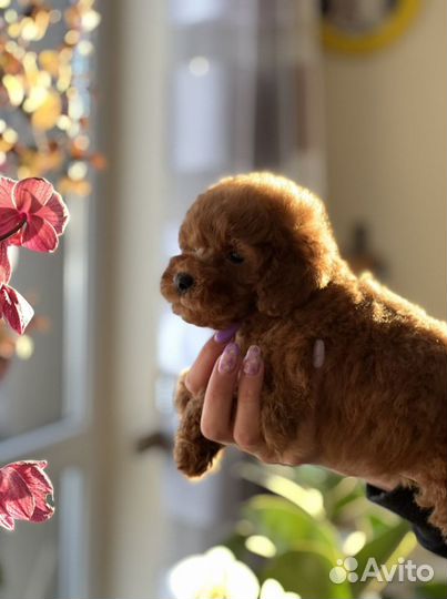 Карликовый (Миниатюрный ), той пудель