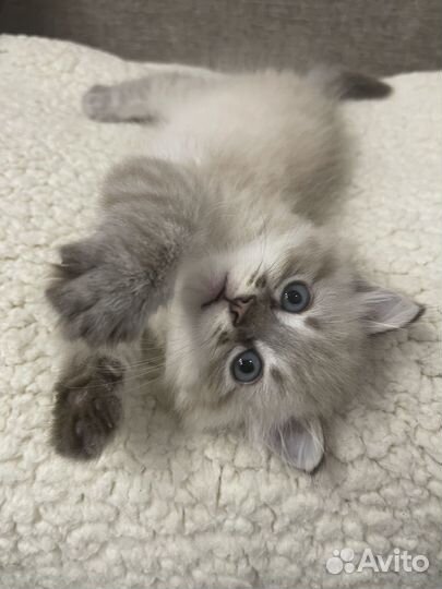 Котенок вислоухий мальчик