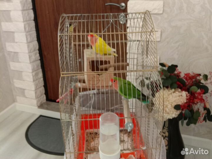 Попугаи неразлучники с клеткой