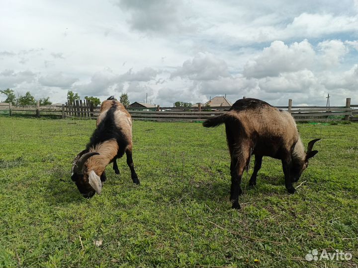Козлята и подрощенные козы