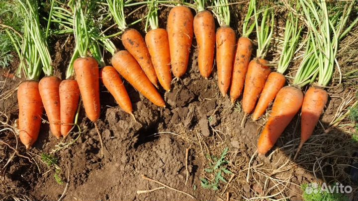 Овощи и фрукты