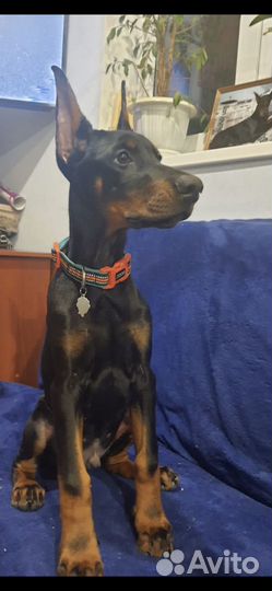 Купировка ушей, хвостов, прибылых пальцев