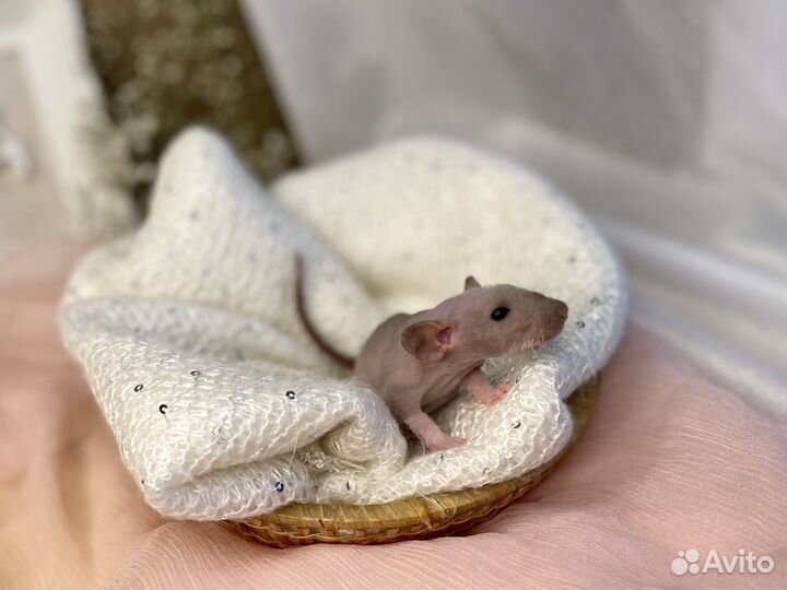 Крысята дамбо рекс, вельветины, стандарт