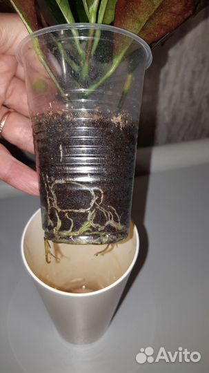 Кротон Миссис айстон