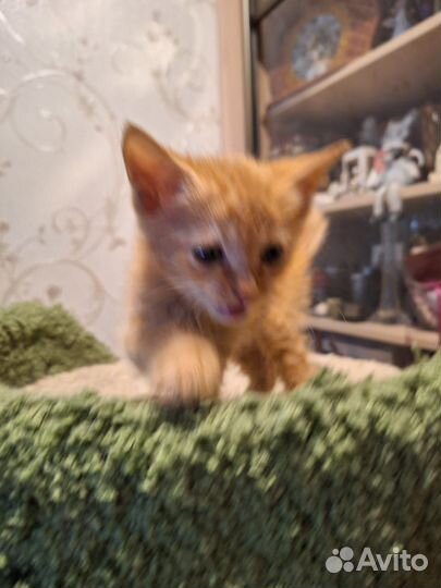Рыжий котёнок