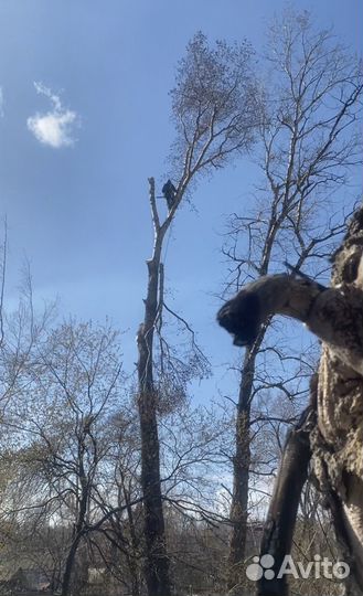 Спил и обрезка деревьев