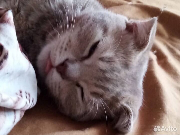 Передержка животных, зооняня