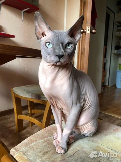 Котята сфинкс