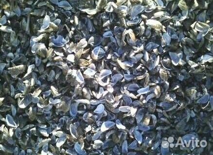 Ракушка кормовая для кур