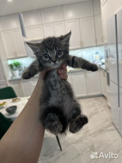 Отдам в добрые руки