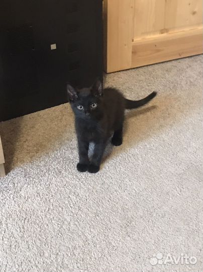 Черный котенок мальчик
