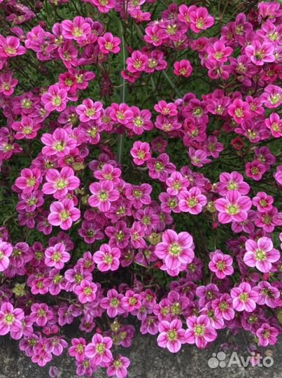 Почвопокровные растения для сада, альпийской горки