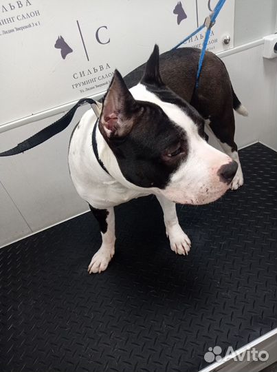 Модель на груминг