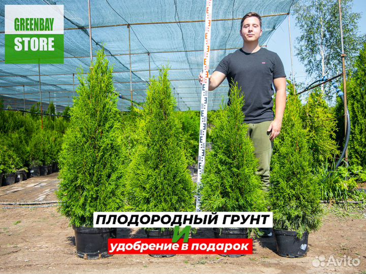 Туи смарагд 120 см свежая копка 2023