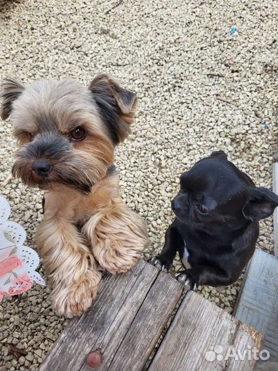 Передержка собак