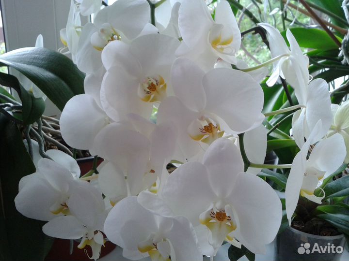 Орхидея фаленопсис